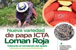 Nueva variedad de papa ICTA Loman Roja, tolerante al nematodo del quiste